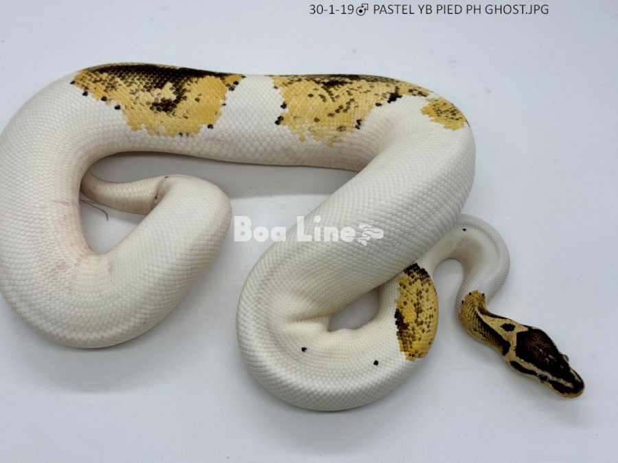 PASTEL YB PIED PH GHOST